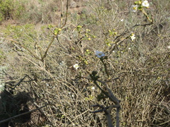 Montinia caryophyllacea