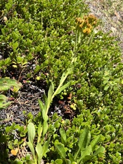 Solidago multiradiata