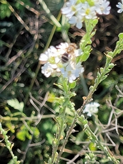 Eristalis arbustorum