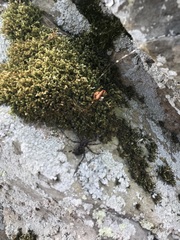 Dolomedes scriptus