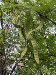 Gleditsia