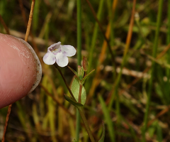 Lindernia dubia anagallidea