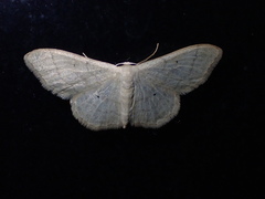 Idaea straminata