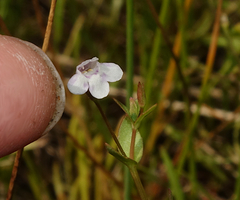 Lindernia dubia anagallidea
