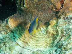 Stegastes leucostictus