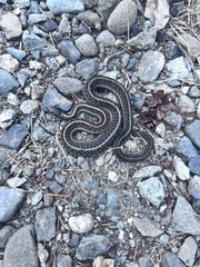 Thamnophis ordinoides