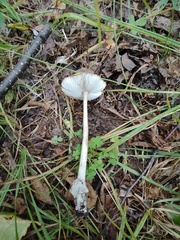 Amanita sinicoflava