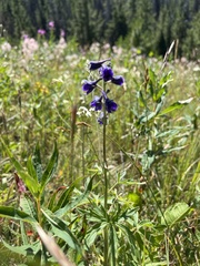 Delphinium nuttallianum