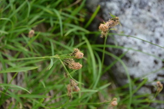 Carex