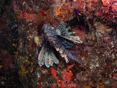 Pterois volitans