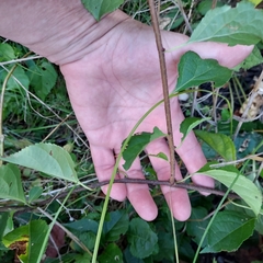 Celastrus orbiculatus