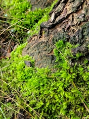 Pseudanomodon attenuatus