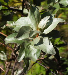 Elaeagnus commutata