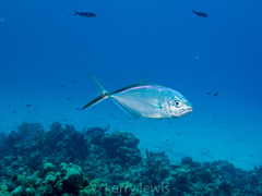 Caranx ruber