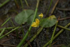 Utricularia gibba