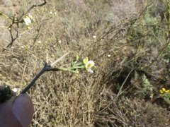 Montinia caryophyllacea