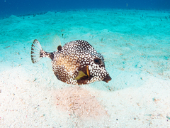 Lactophrys triqueter