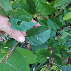 Celastrus orbiculatus