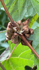 Ampelomyia vitiscoryloides