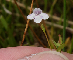 Lindernia dubia anagallidea