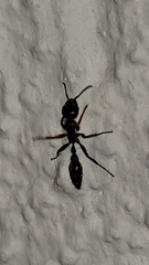 Pseudomyrmex gracilis