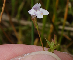 Lindernia dubia anagallidea