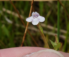 Lindernia dubia anagallidea