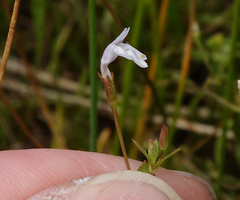 Lindernia dubia anagallidea