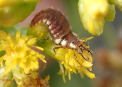 Chrysoperla rufilabris
