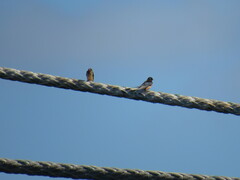 Hirundo rustica erythrogaster