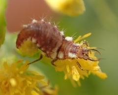 Chrysoperla rufilabris