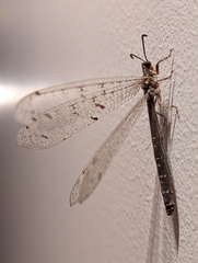 Distoleon tetragrammicus