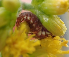 Chrysoperla rufilabris