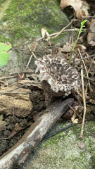 Strobilomyces strobilaceus