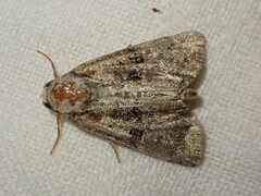 Mesoligia furuncula
