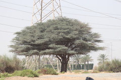 Vachellia tortilis raddiana