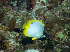 Chaetodon ocellatus
