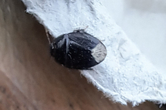 Macroscytus brunneus