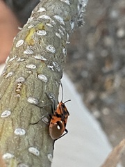 Spilostethus pandurus