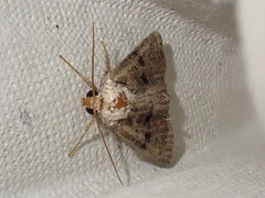 Mesoligia furuncula