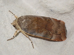 Noctua janthina