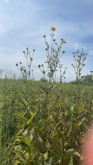 Silphium