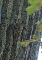 Certhia americana