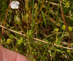 Lindernia dubia anagallidea