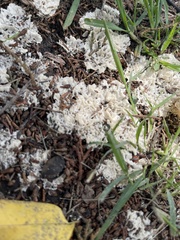 Sparassis spathulata