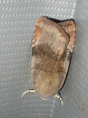 Noctua janthina
