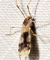 Erioptera venusta