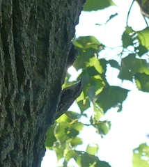 Certhia americana