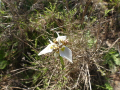 Moraea tricuspidata