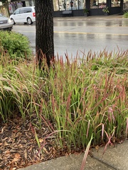 Miscanthus sinensis